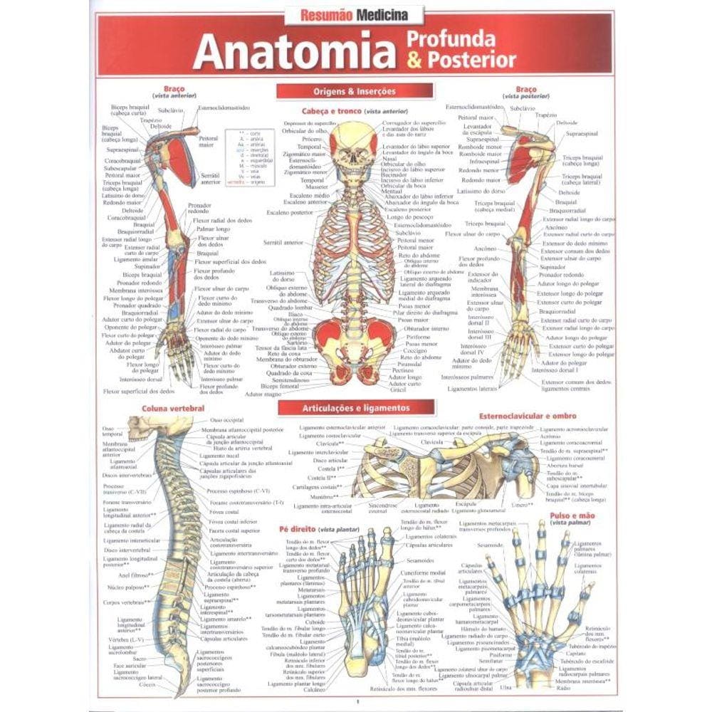 Anatomia Profunda  Posterior