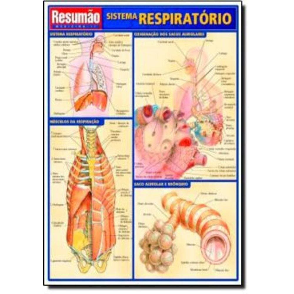 Sistema Respiratorio