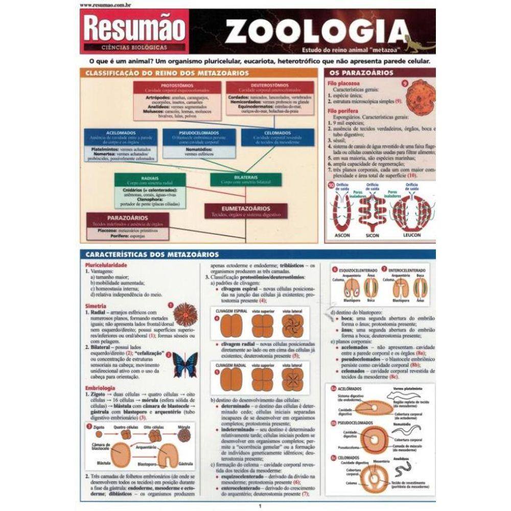 Resumao Zoologia