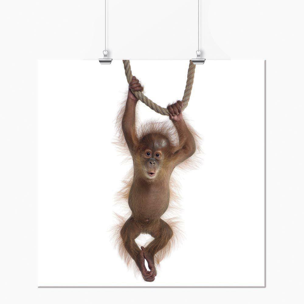 Quadro Decorativo Macaco Filhote Fofo Animais Fofos