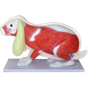 Anatomia do Coelho