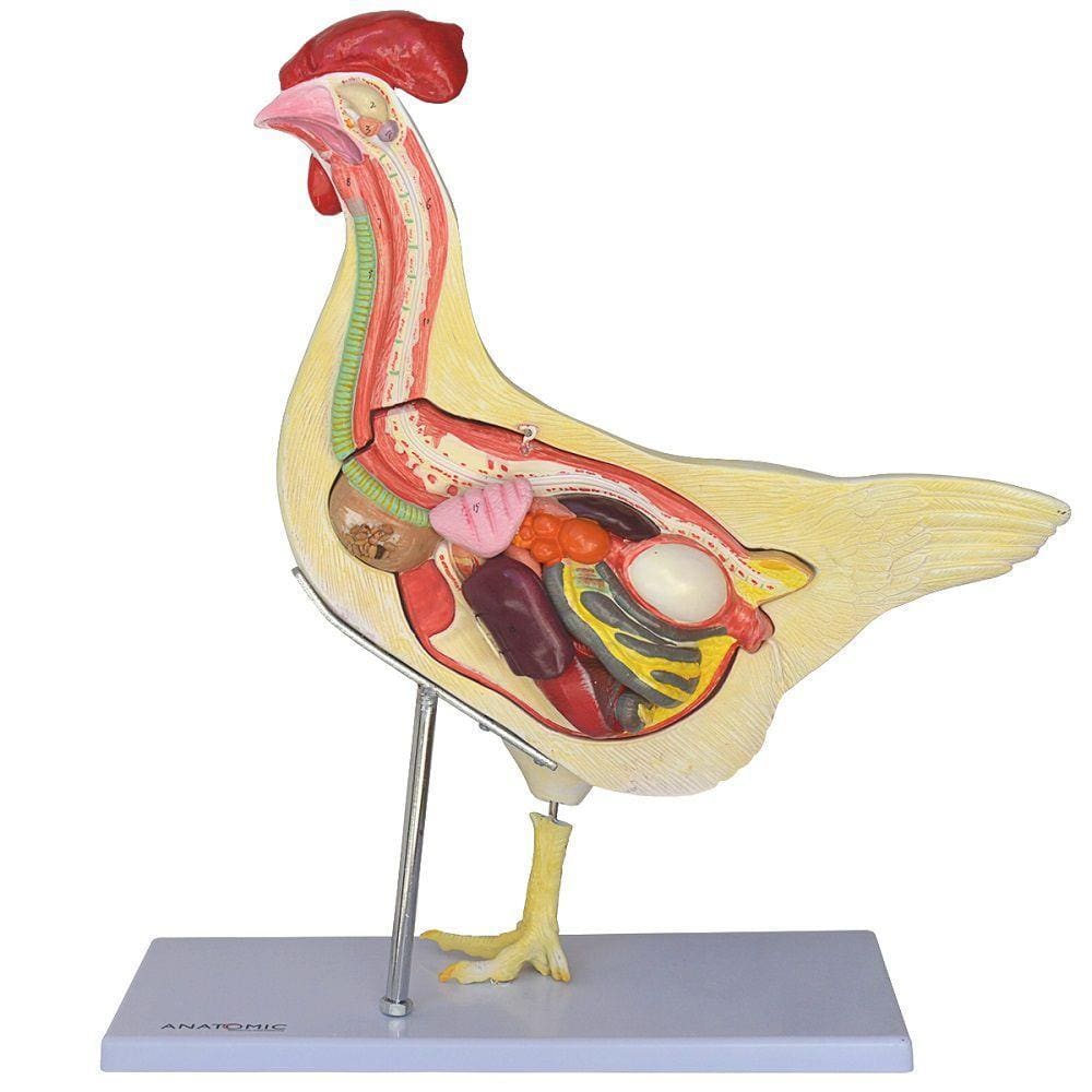 Anatomia da Galinha