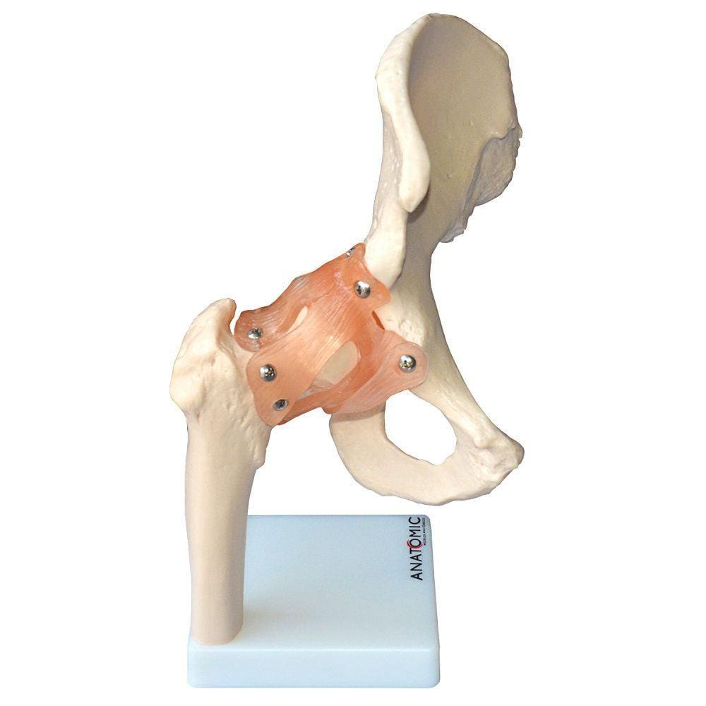 Articulação do Quadril Com Ligamentos