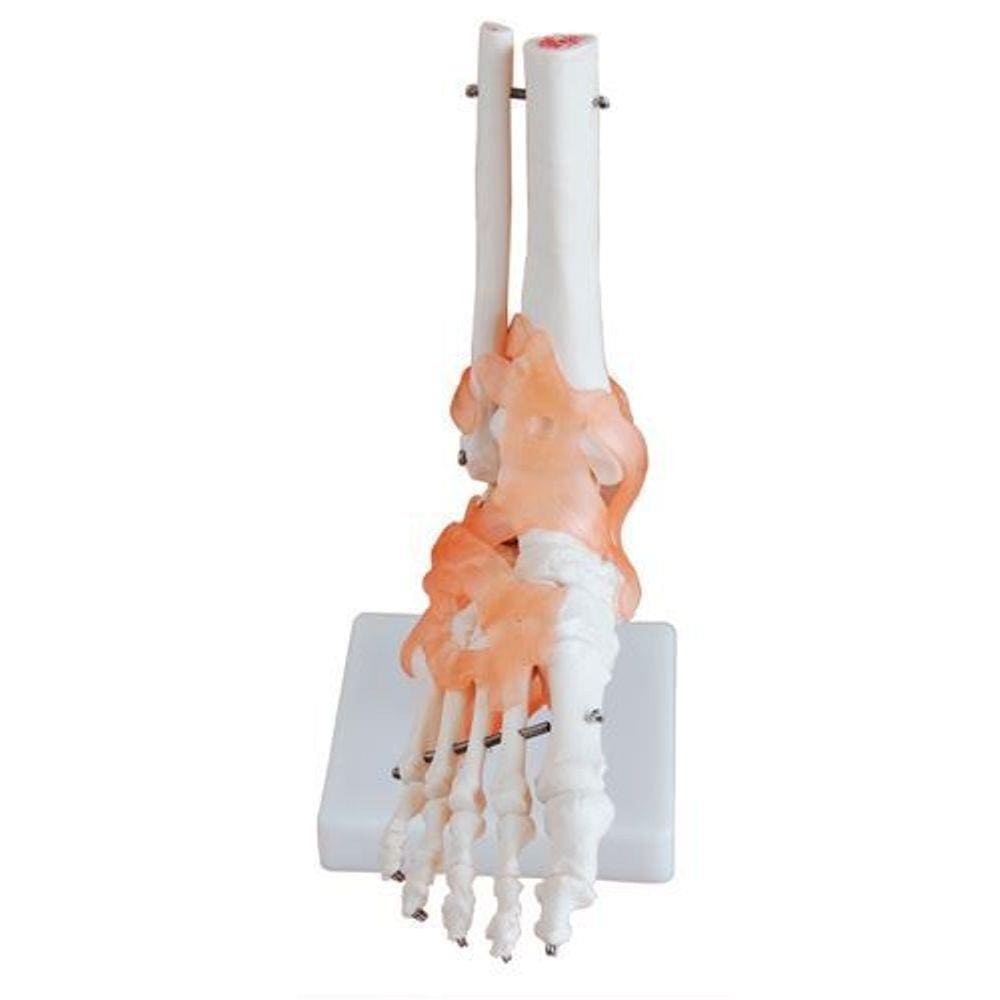 Articulação do Pé e Ligamentos com 30cm de Altura
