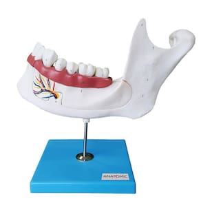 Anatomia do Dente em 6 Partes Modelo Anatomia
