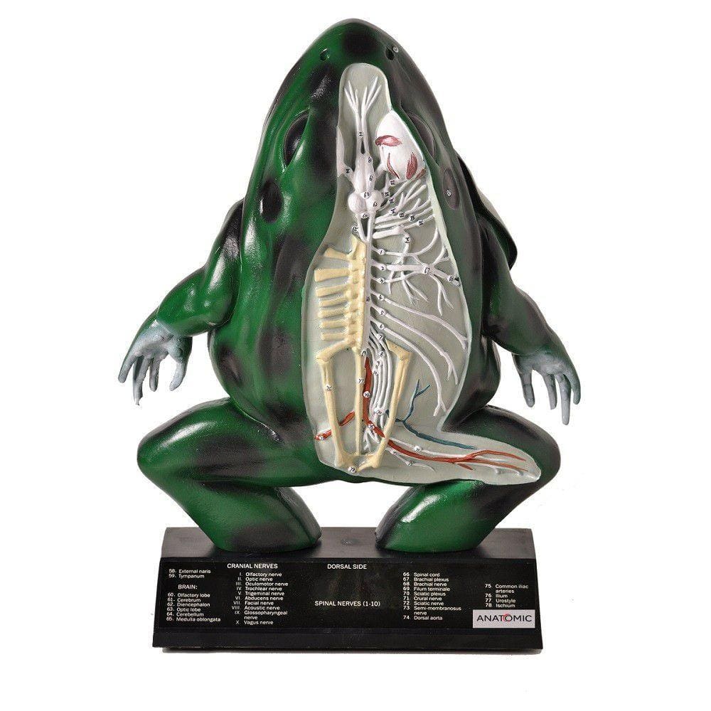 Anatomia do Sapo em Resina