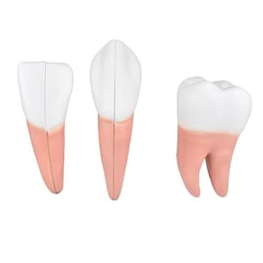 Dentes Em 6 Partes (incisivo, Canino E Molar)