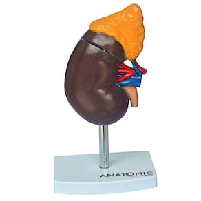 Rim Humano Corte Sagital Em 2 Pts Modelo Anatomia