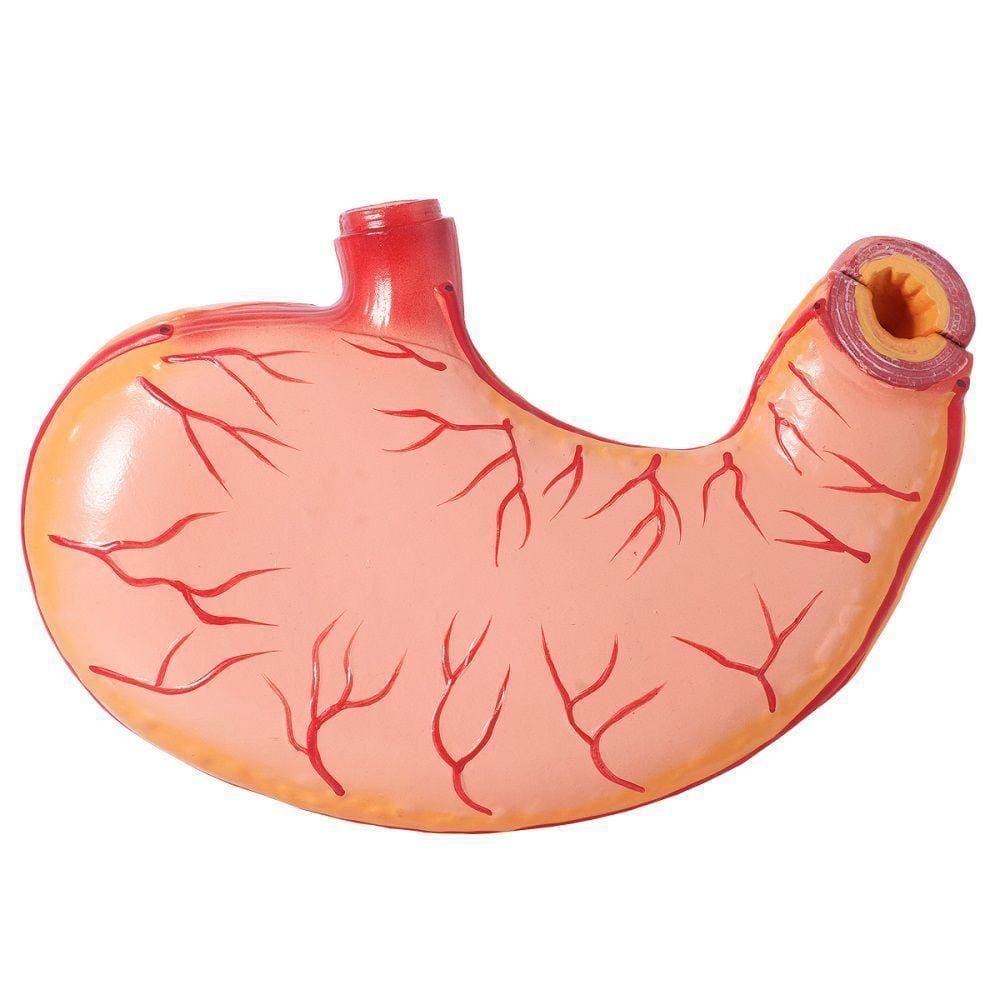 Estômago Humano 3x O Tamanho 2 Partes, Anatomia