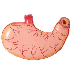 Estômago Humano 3x O Tamanho 2 Partes, Anatomia