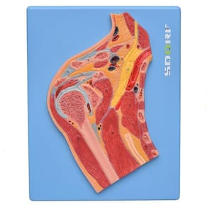 Secção Mediana Da Articulação Do Ombro, Anatomia