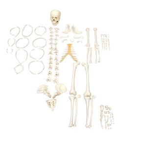 Esqueleto Humano Desarticulado Tam. Natural, Anatomia