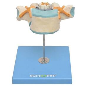 Vértebra Torácica C/ Cordão Espinhal Modelo Anatomia