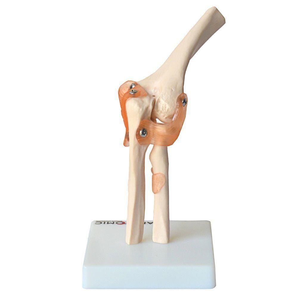 Articulação do Cotovelo com Ligamentos Anatomic