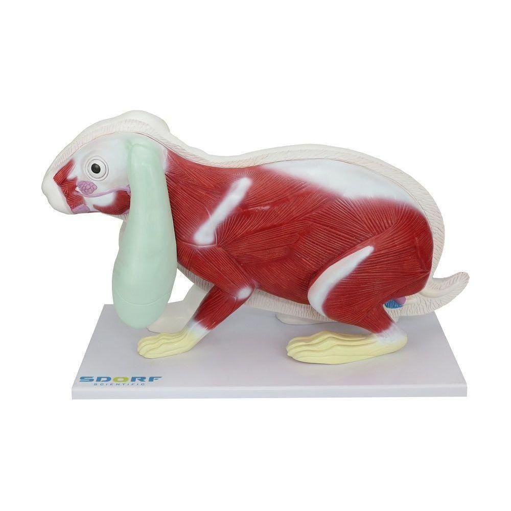 Anatomia Do Coelho Pontofrio