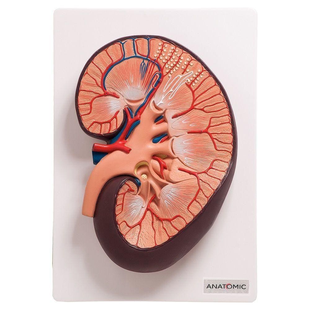 Rim Humano Básico Em Corte Longitudinal, Anatomia