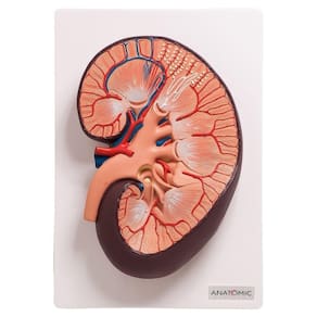 Rim Humano Básico Em Corte Longitudinal, Anatomia