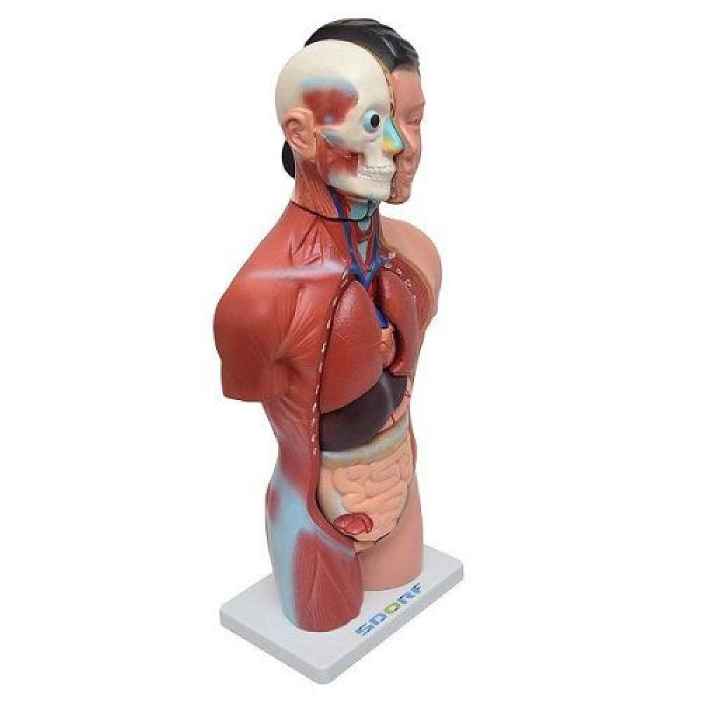 Torso Humano Feminino 42 Cm C/15 Partes
