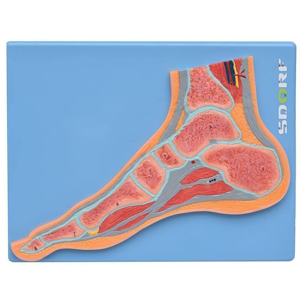 Secção Mediana Da Articulação Do Pé, Anatomia