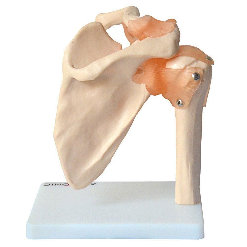 Articulação do Ombro com Ligamentos Anatomic
