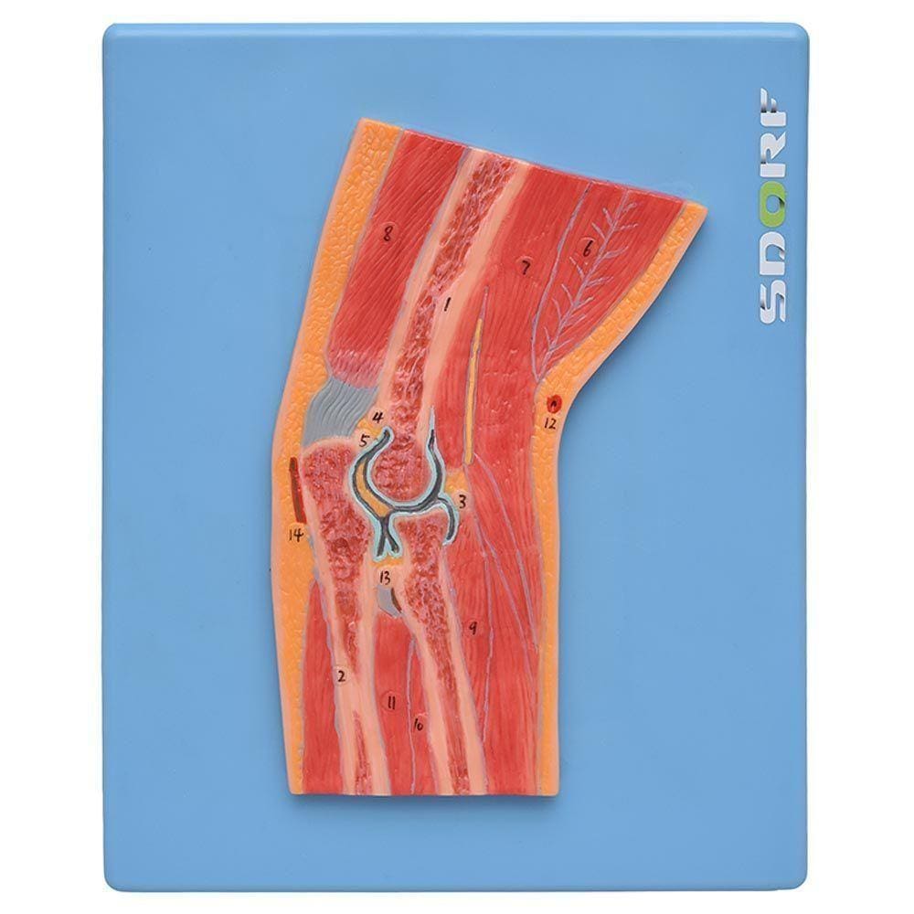 Secção Mediana Da Articulação Do Cotovelo, Anatomia