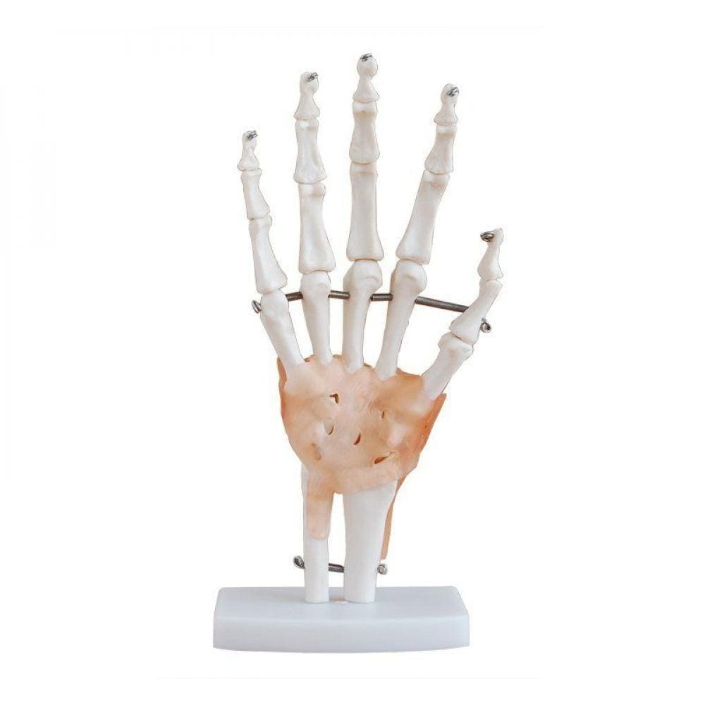 Articulação da Mão 19cm de Altura com Ligamentos Coleman