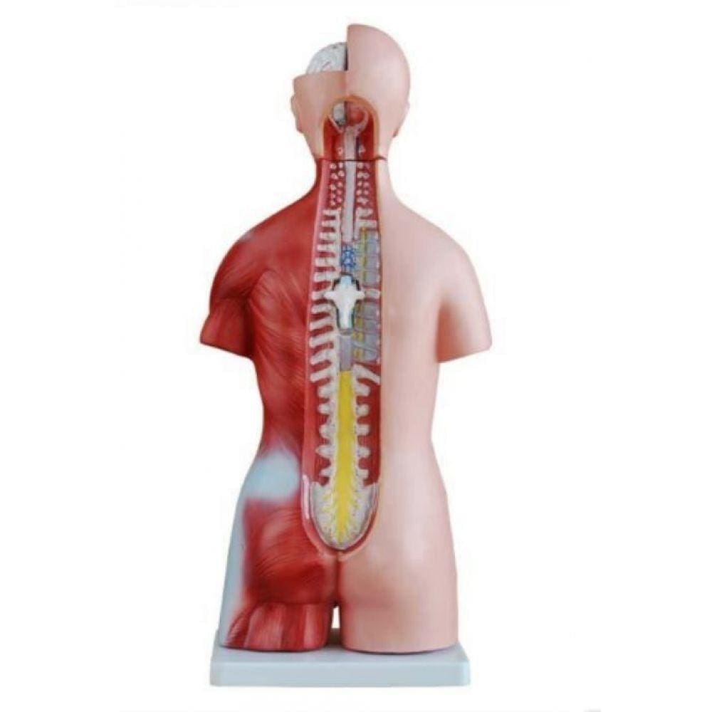 Torso Humano Clássico Bissexual De 45 Cm Em 24 Partes