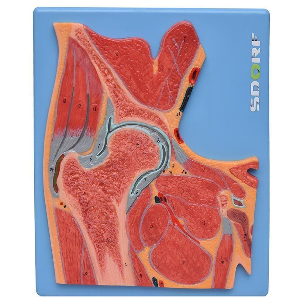 Secção Mediana Da Articulação Do Quadril, Anatomia