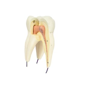 Dente Molar Superior C/ Raiz Tripla Em 3 Partes, 8x