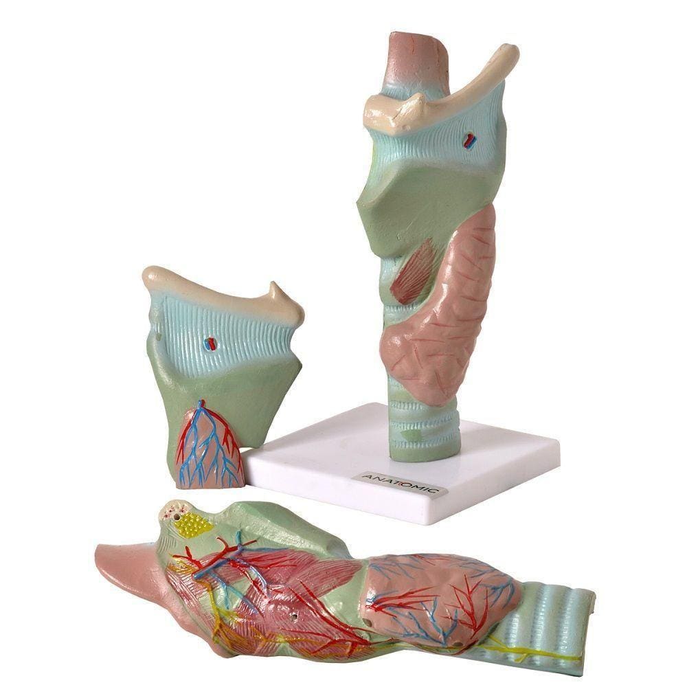 Laringe Ampliada Em 3 Partes Modelo Anatomia