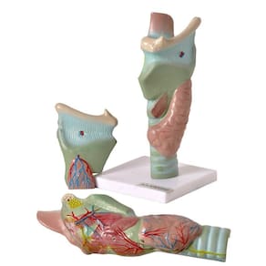 Laringe Ampliada Em 3 Partes Modelo Anatomia
