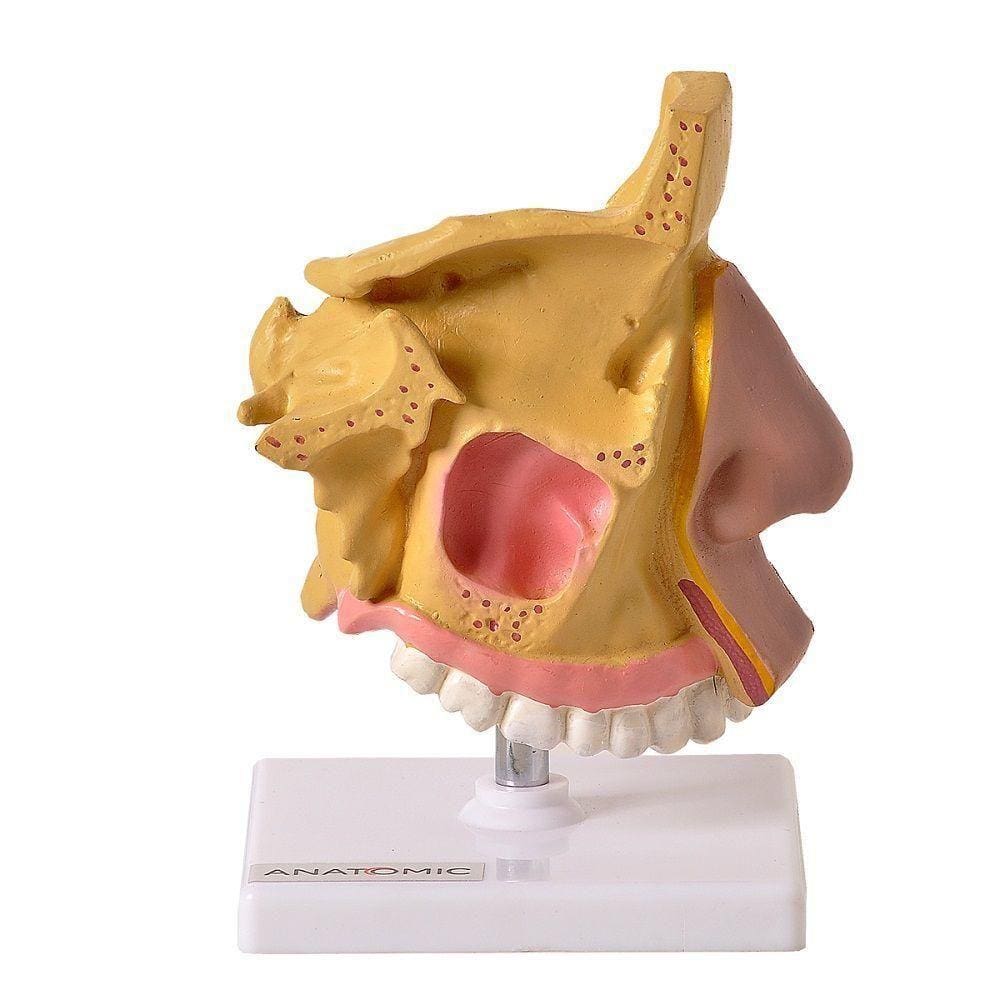 Nariz Com Arcada Dentária Superior, Anatomia