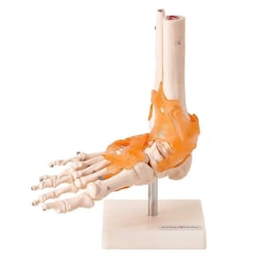 Articulação do Pé Esqueleto Anatomic