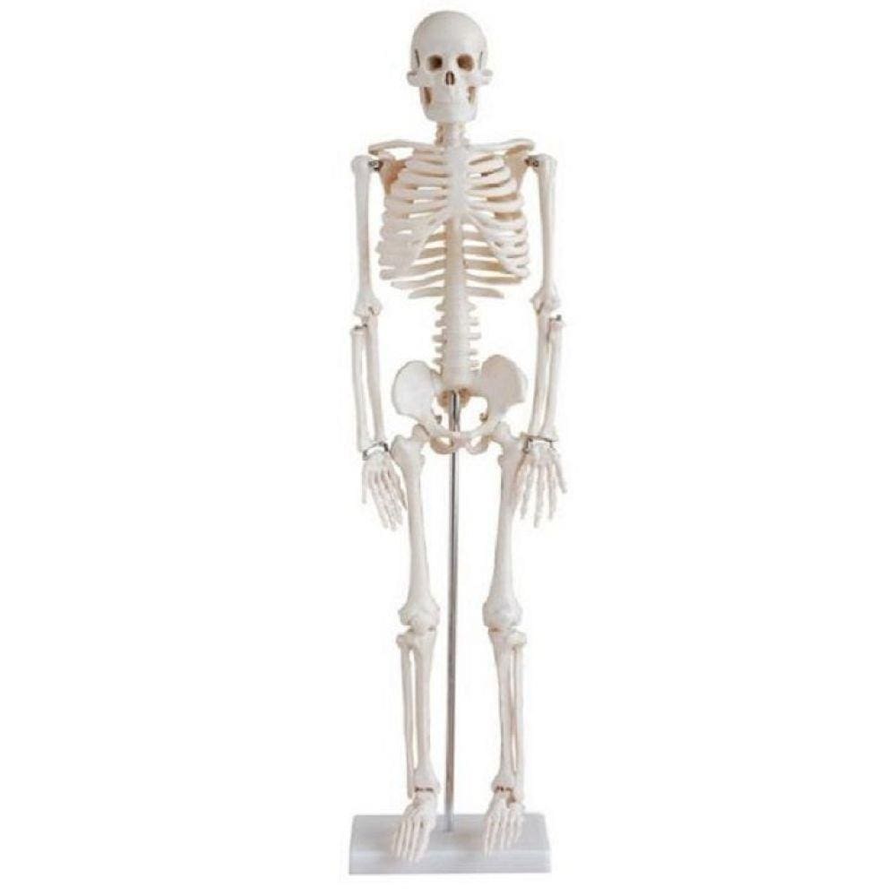Esqueleto Humano 85 Cm Altura Articulado Modelo Anatomia