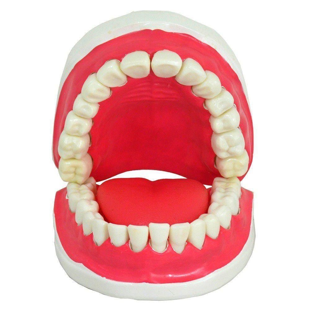 Dentição Com Todos Os Dentes Removíveis, Anatomia