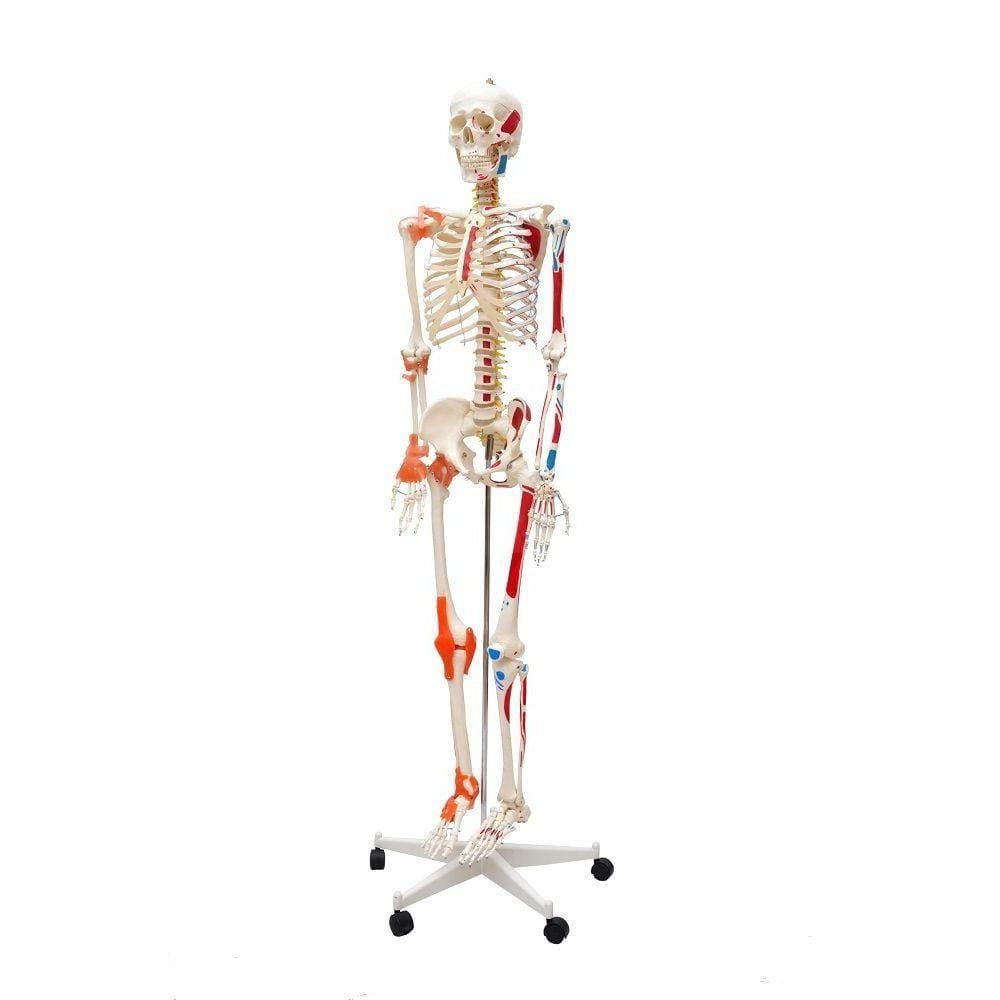 Esqueleto Humano Padrão 1,70cm Articulação Inserções