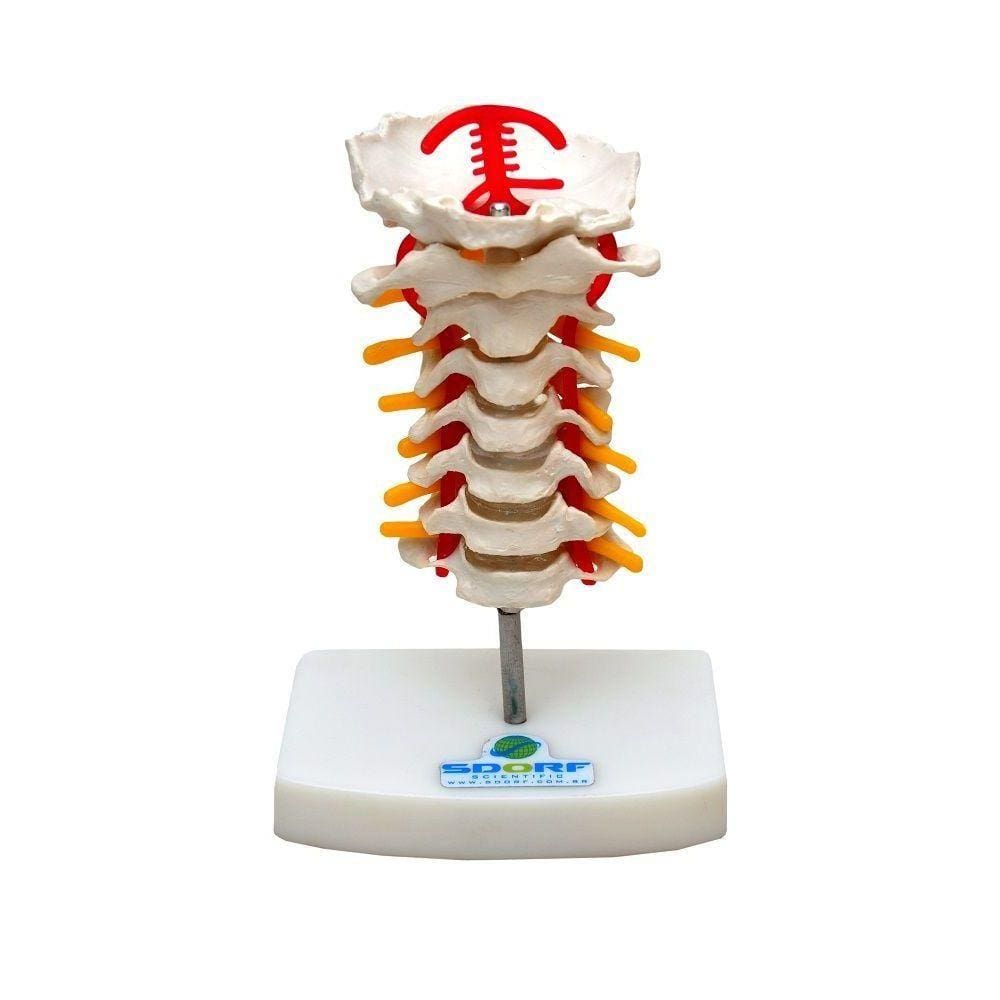Coluna Cervical Esqueleto, Anatomia