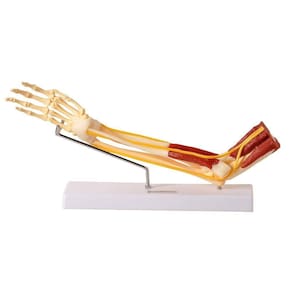 Braço com Ossos Músculos Ligamentos e Nervos Anatomic