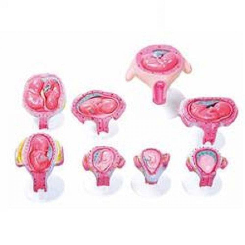 Gravidez Embrionário em 8 Fases Modelo Anatomia