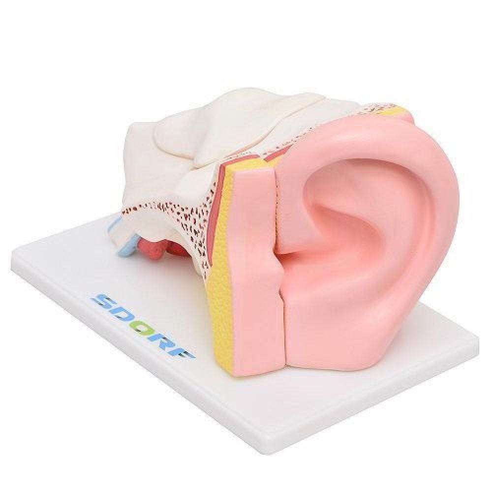 Ouvido Ampliado em 5 Partes Modelo Anatomia