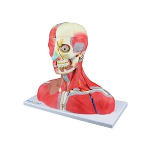 Cabeça Pescoço e Parte do Tronco Musculados em 19 Partes