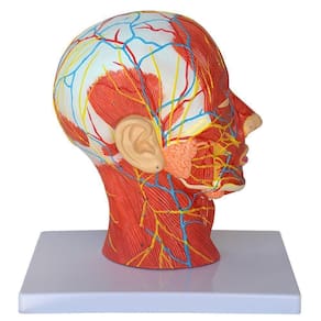 Cabeça Humana Metade com Musculatura e Corte Mediano Cérebro