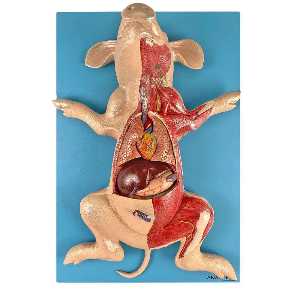 Anatomia do Porco, em Placa