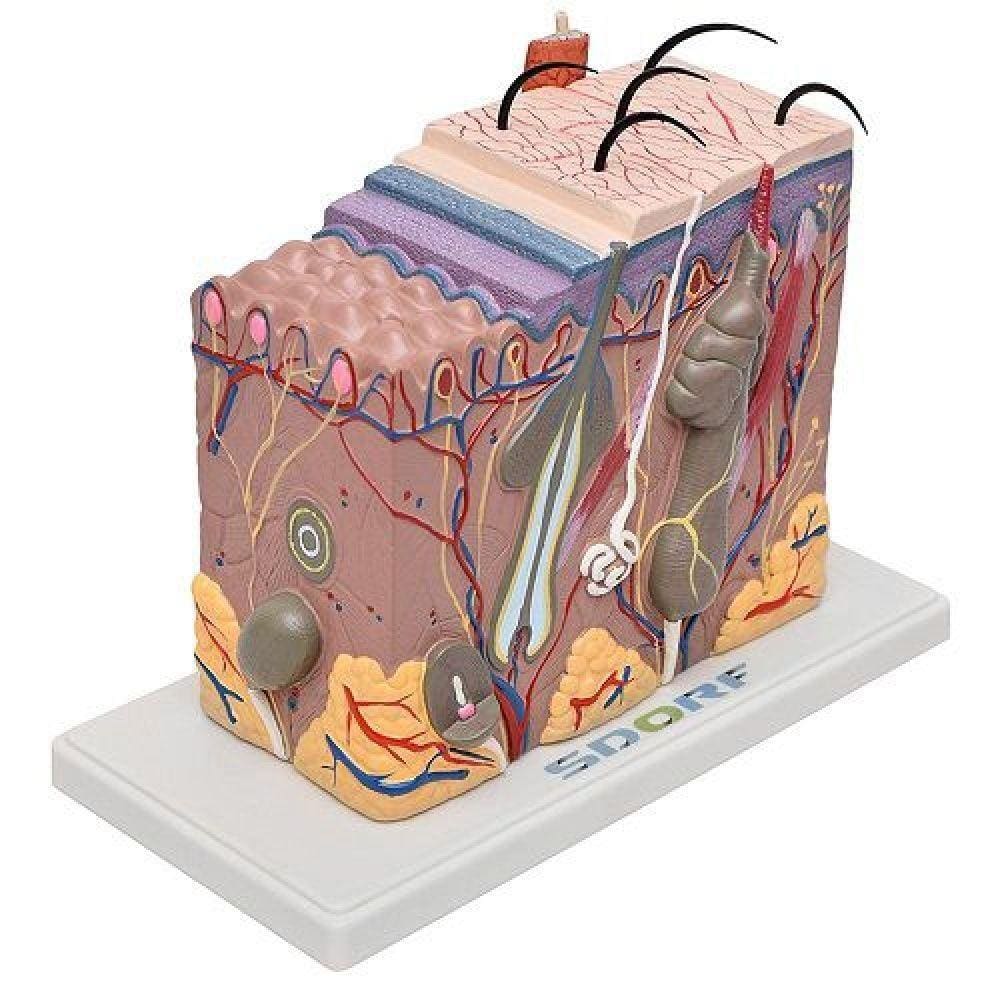 Corte de Pele em Bloco Anatomia