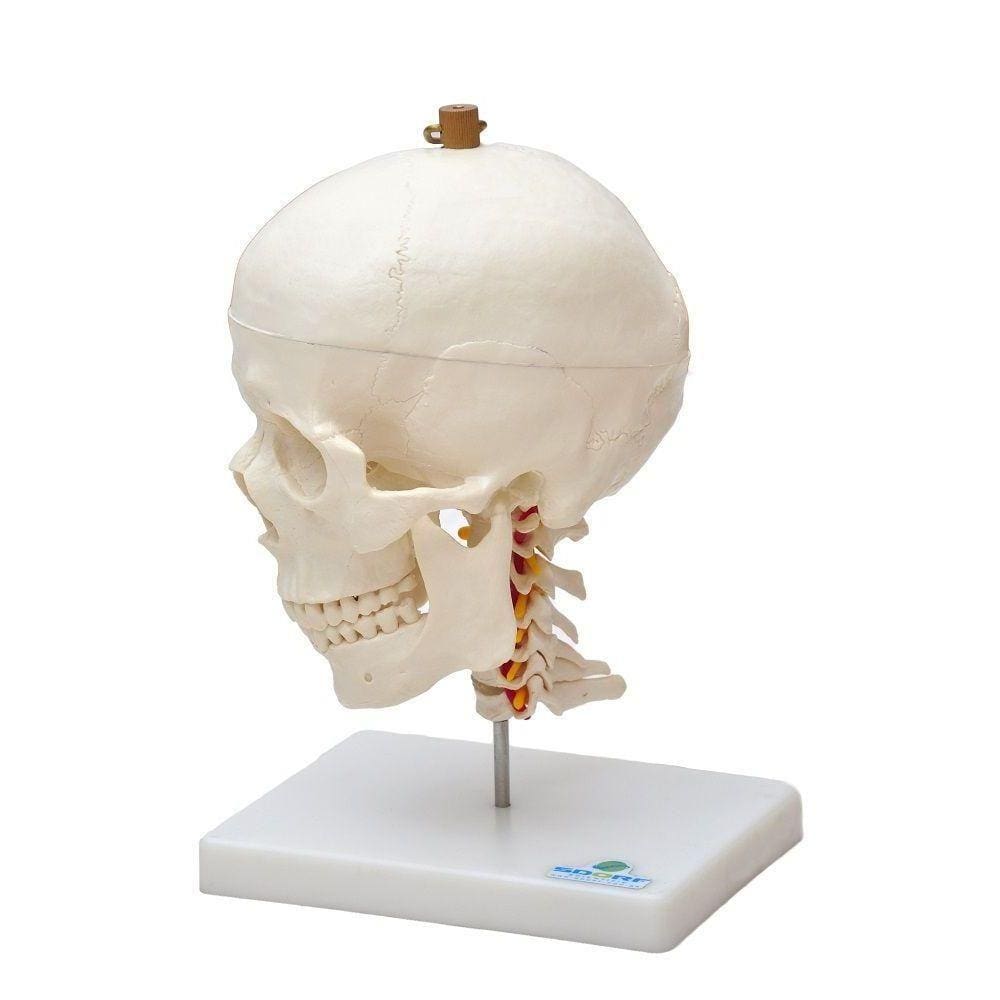 Crânio Humano Mandíbula Móvel e Coluna Cervical