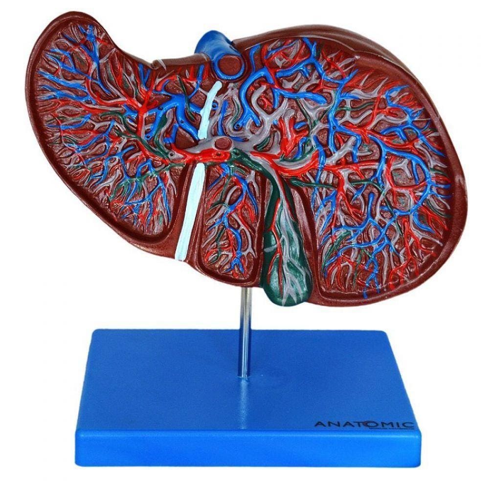 Figado Humano Modelo Luxo Anatomia