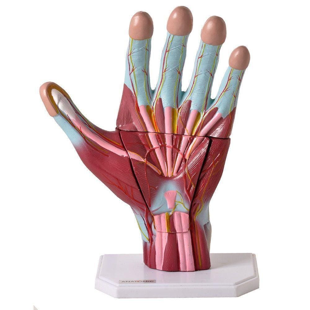 Mão Humana Muscular Ampliada 3 Partes Anatomia