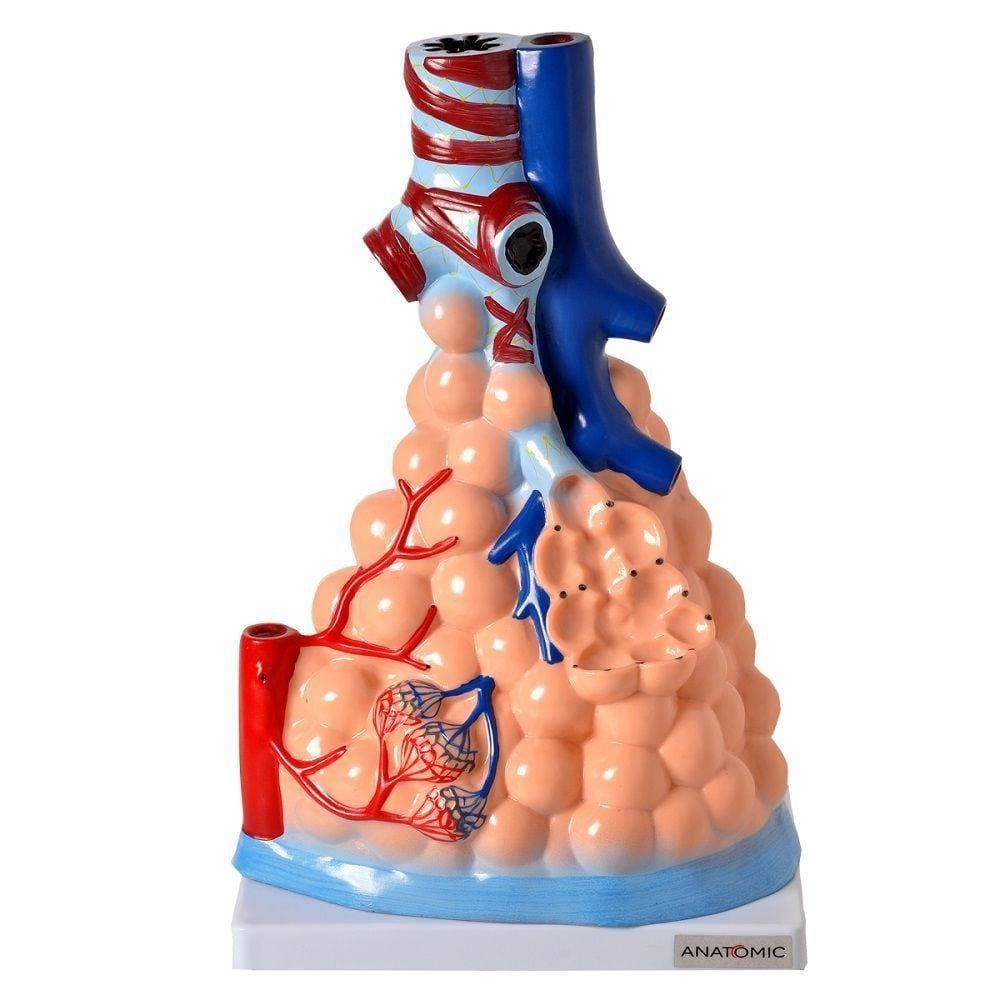Alvéolos Pulmonares Humano Ampliado