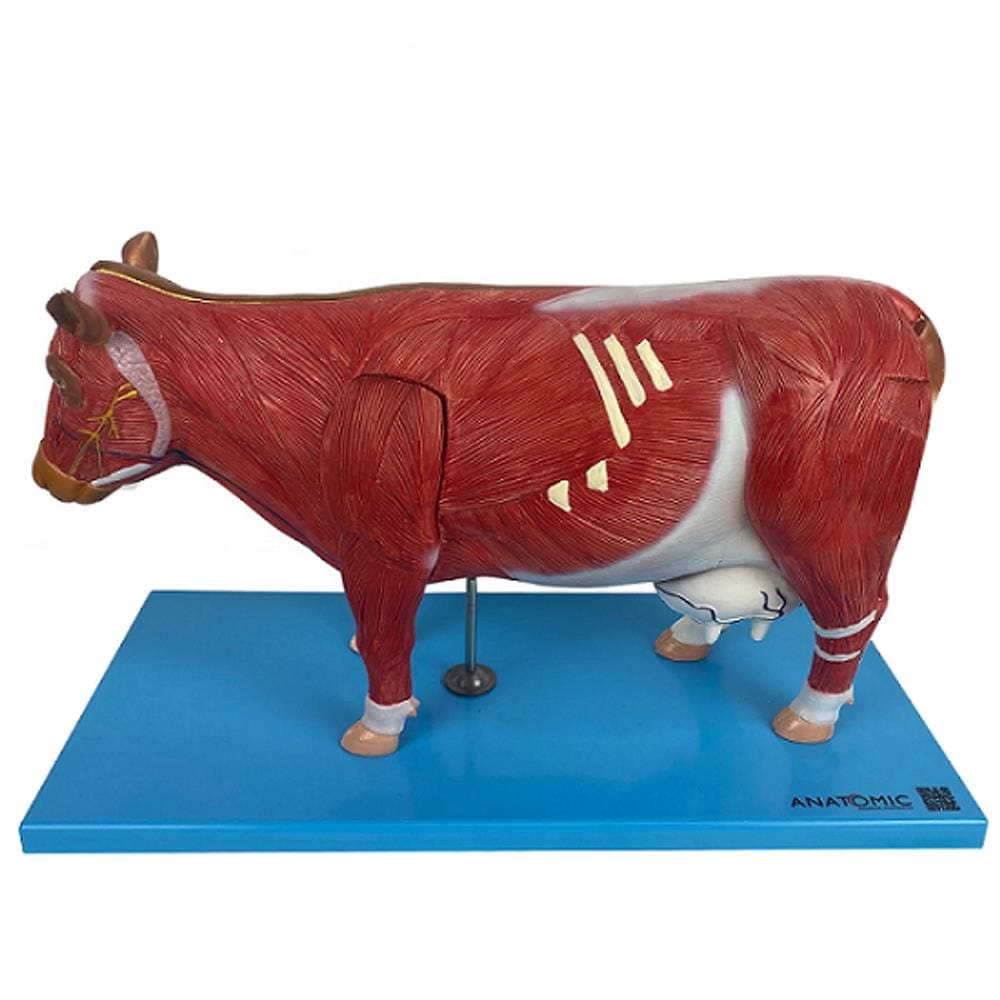 Anatomia da Vaca