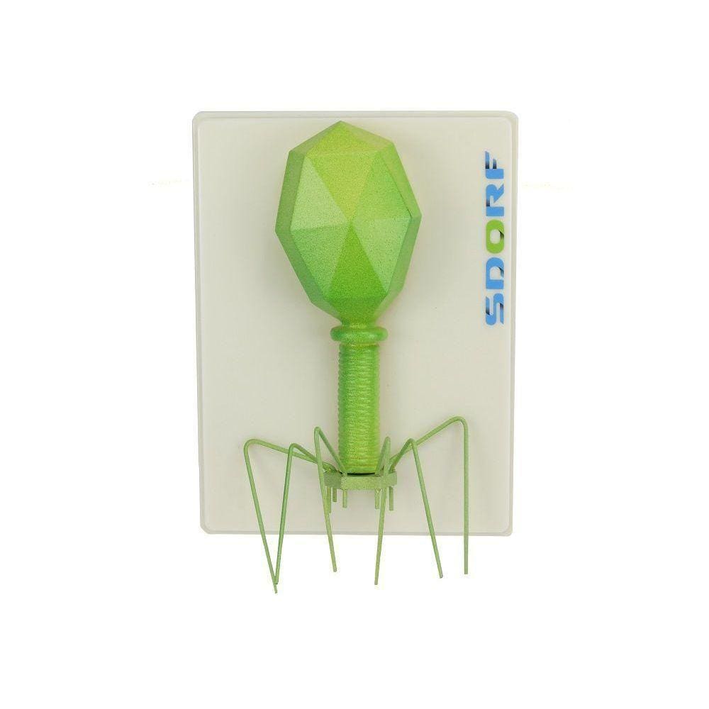 Modelo De Bacteriófago / Parasita Intracelular Obrigatório